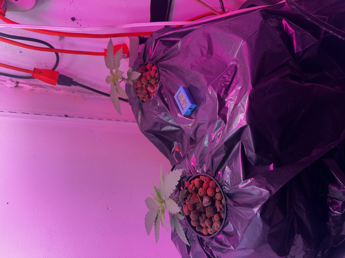 bbs-grow-diaries/blimburnseeds-com/user-53356/fe59afe20c12e362
