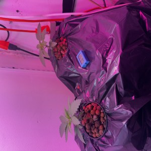 bbs-grow-diaries/blimburnseeds-com/user-53356/fe59afe20c12e362