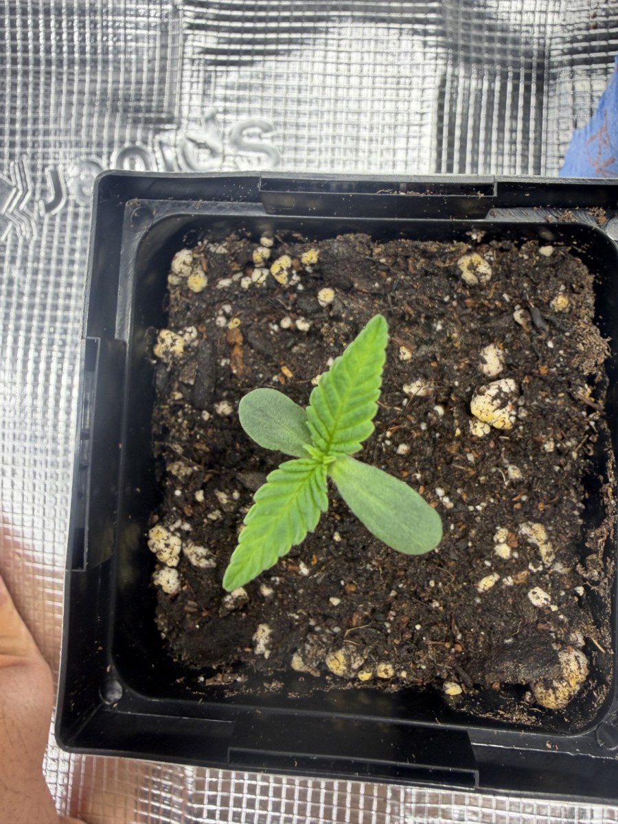 bbs-grow-diaries/blimburnseeds-com/user-53443/5f0ff995a76fcac5