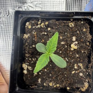 bbs-grow-diaries/blimburnseeds-com/user-53443/5f0ff995a76fcac5