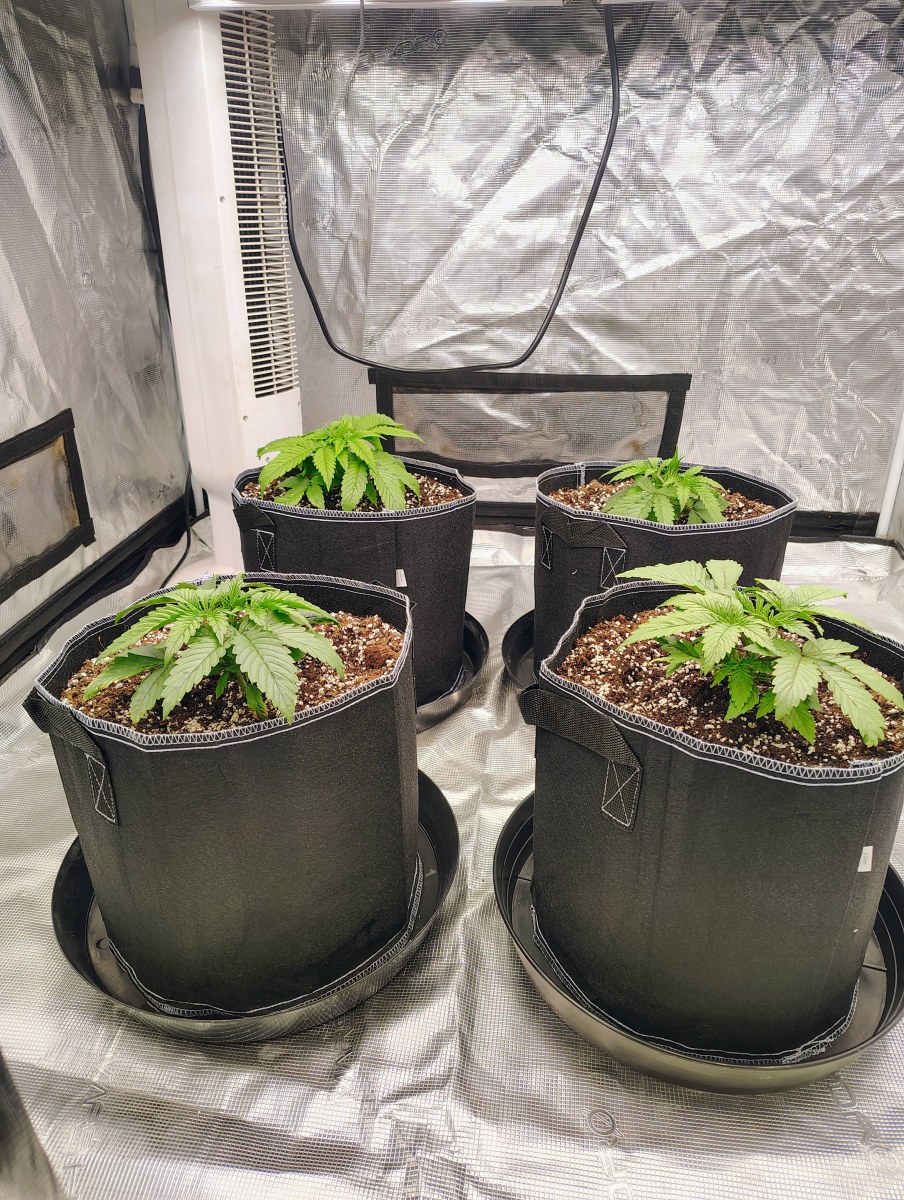 bbs-grow-diaries/blimburnseeds-com/user-53641/2736ecbaf05d0132