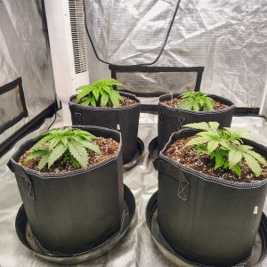 bbs-grow-diaries/blimburnseeds-com/user-53641/2736ecbaf05d0132