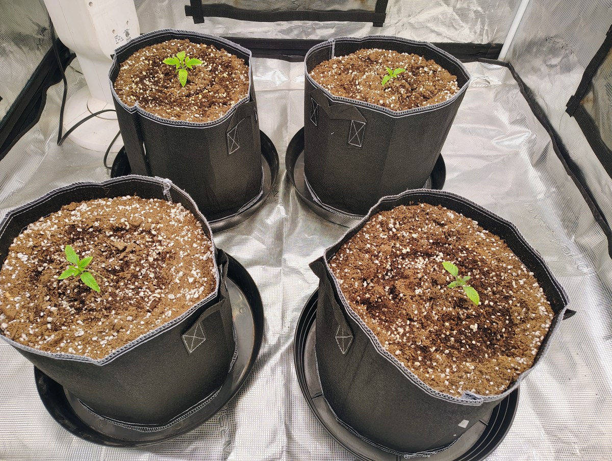 bbs-grow-diaries/blimburnseeds-com/user-53641/27b6620017d86d3b