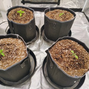 bbs-grow-diaries/blimburnseeds-com/user-53641/27b6620017d86d3b