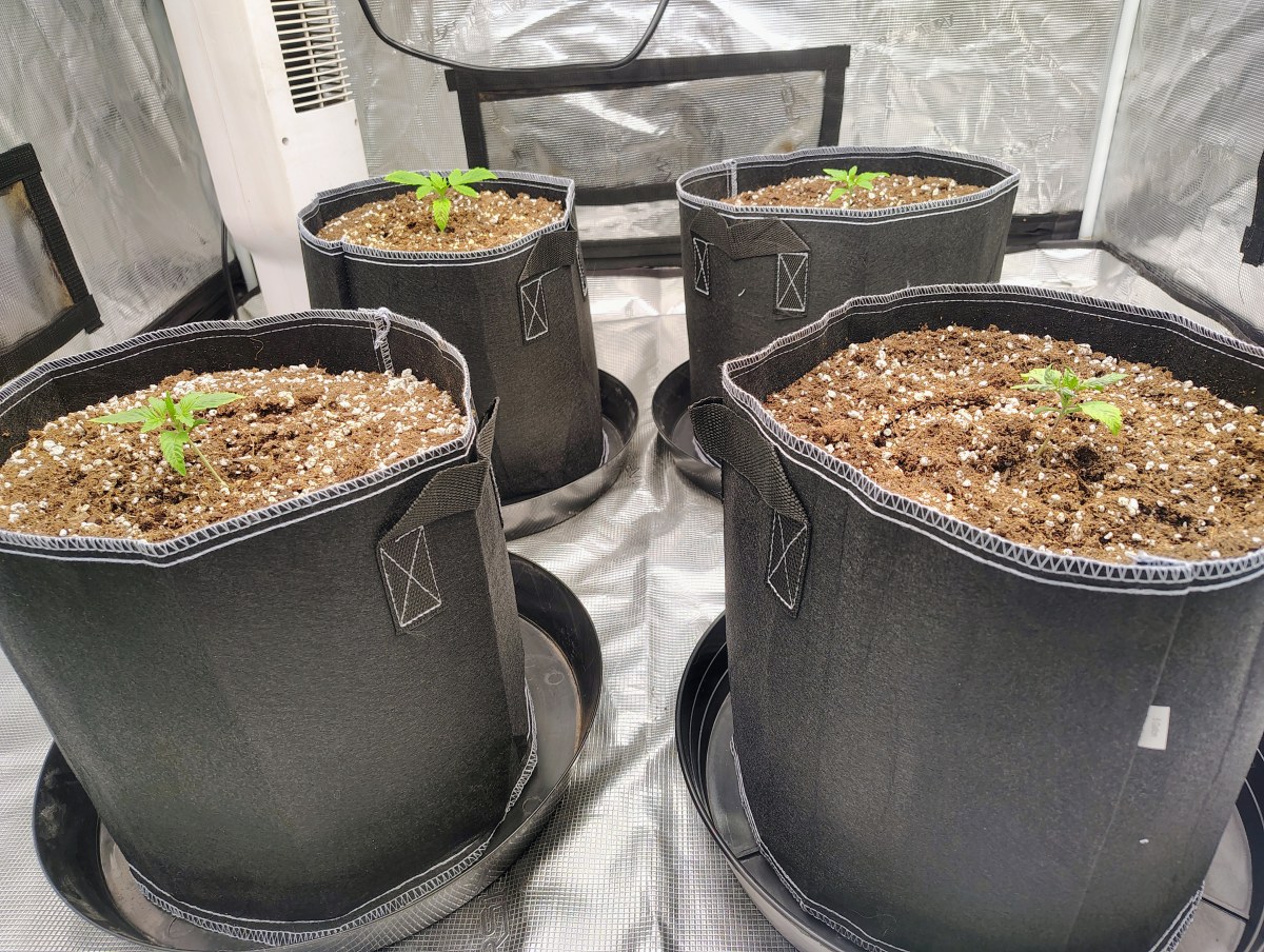 bbs-grow-diaries/blimburnseeds-com/user-53641/68fa47e58564dfc4