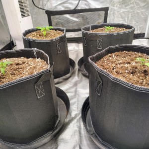 bbs-grow-diaries/blimburnseeds-com/user-53641/68fa47e58564dfc4