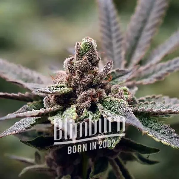 bbs-grow-diaries/blimburnseeds-com/user-53641/894267fcb81b34b9