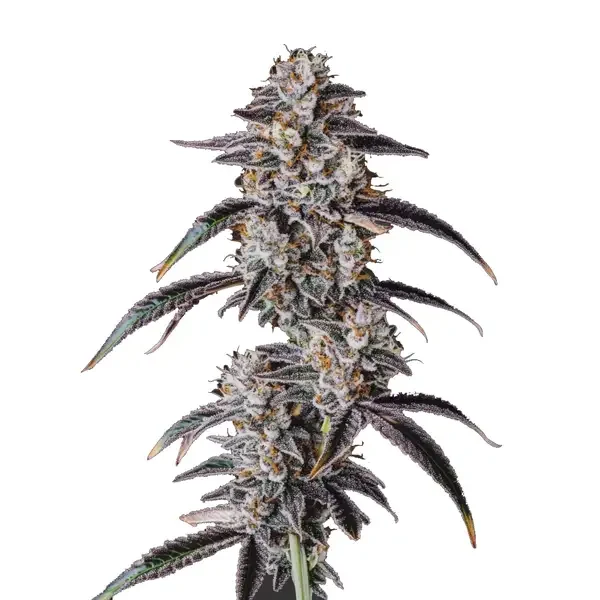 bbs-grow-diaries/blimburnseeds-com/user-53641/d6484a9de1c7caa5