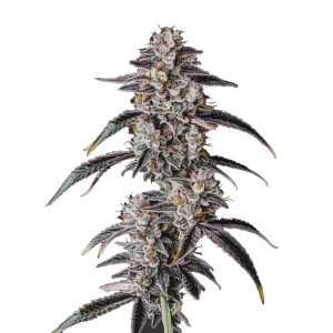 bbs-grow-diaries/blimburnseeds-com/user-53641/d6484a9de1c7caa5