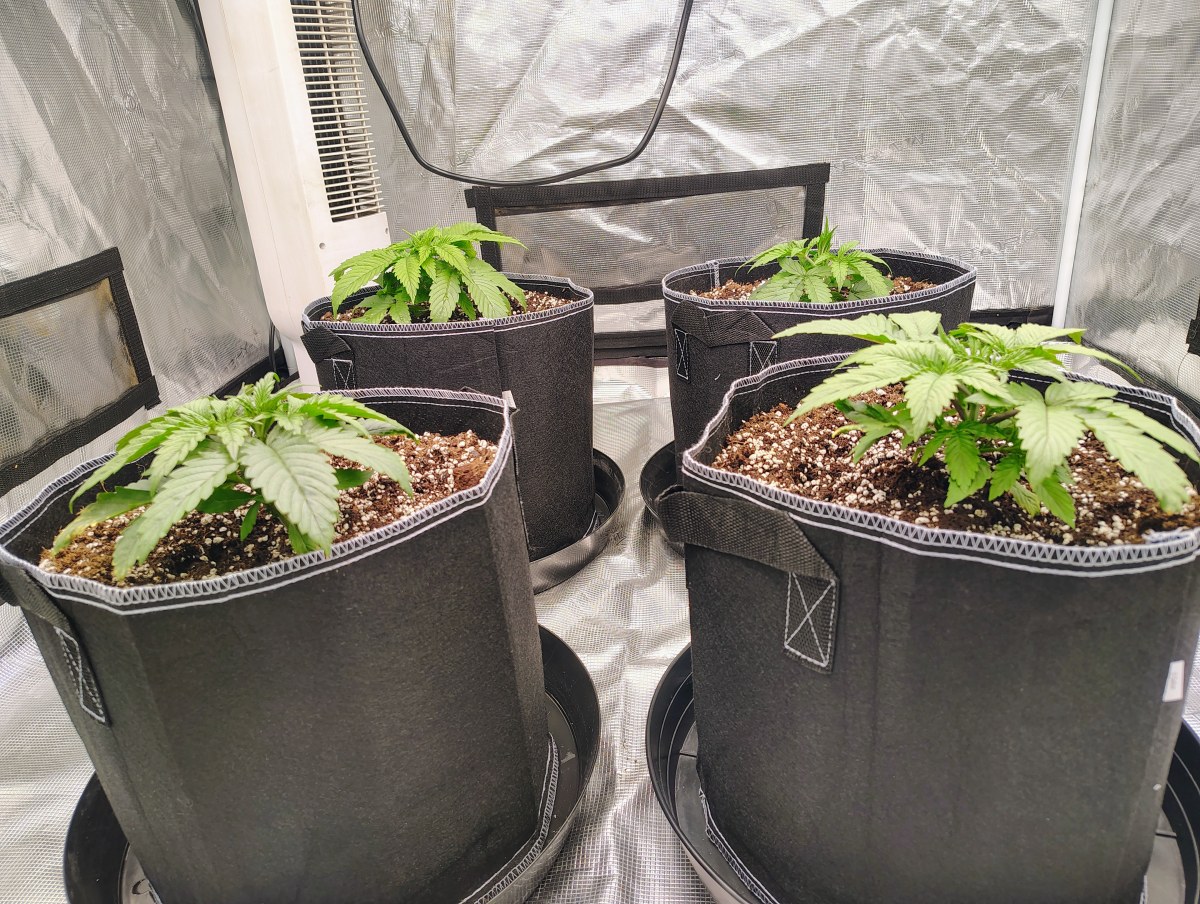 bbs-grow-diaries/blimburnseeds-com/user-53641/ecbe7aebf0c70402