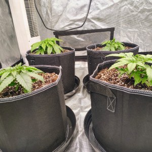bbs-grow-diaries/blimburnseeds-com/user-53641/ecbe7aebf0c70402