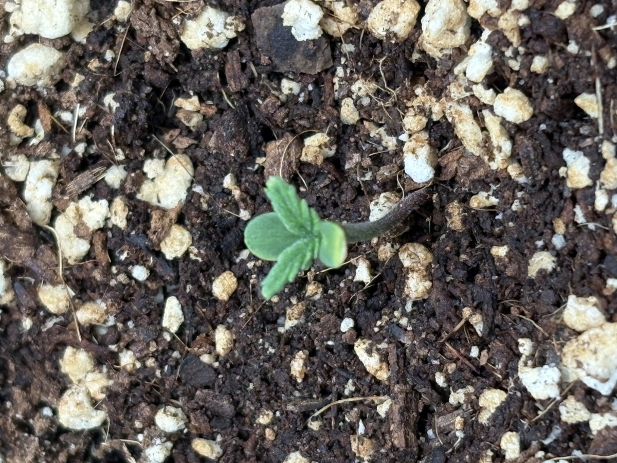 bbs-grow-diaries/blimburnseeds-com/user-53753/1869c7d222956c5d