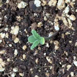 bbs-grow-diaries/blimburnseeds-com/user-53753/1869c7d222956c5d