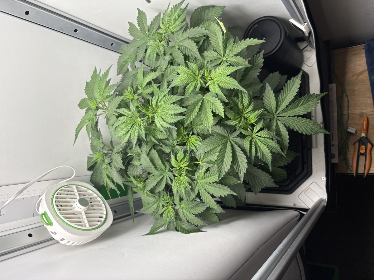 bbs-grow-diaries/blimburnseeds-com/user-53753/3d6fb4936dd9e96c
