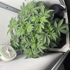 bbs-grow-diaries/blimburnseeds-com/user-53753/3d6fb4936dd9e96c