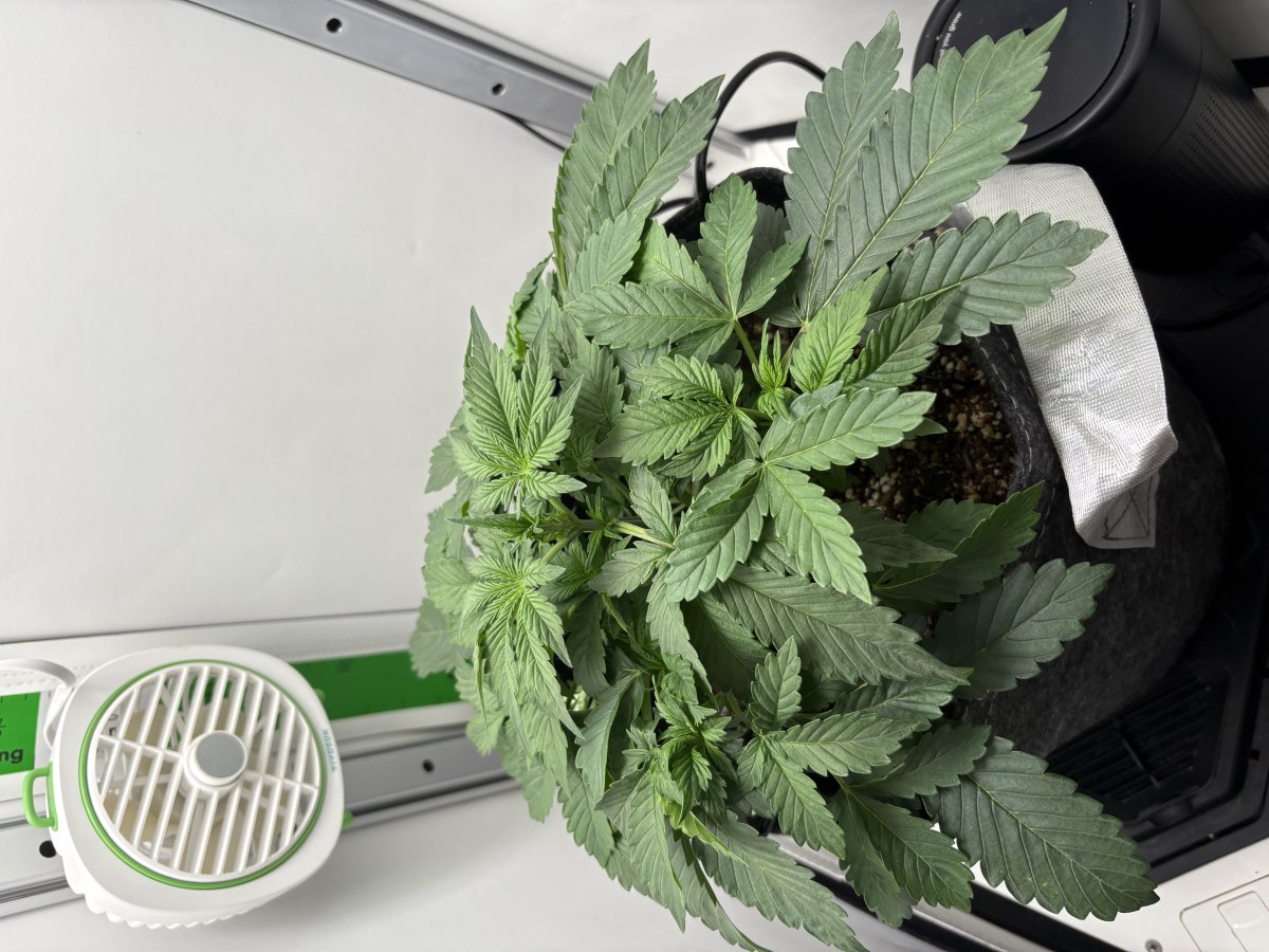 bbs-grow-diaries/blimburnseeds-com/user-53753/3dd09f2492b3a118