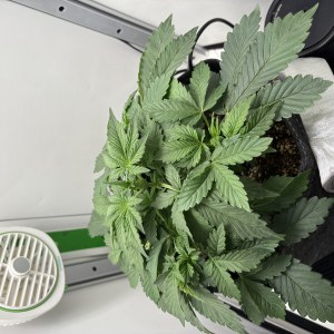 bbs-grow-diaries/blimburnseeds-com/user-53753/3dd09f2492b3a118