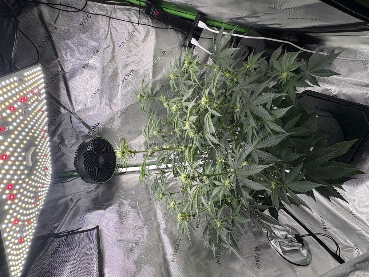 bbs-grow-diaries/blimburnseeds-com/user-53753/55a62f63e0a1254d