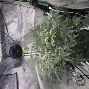 bbs-grow-diaries/blimburnseeds-com/user-53753/55a62f63e0a1254d