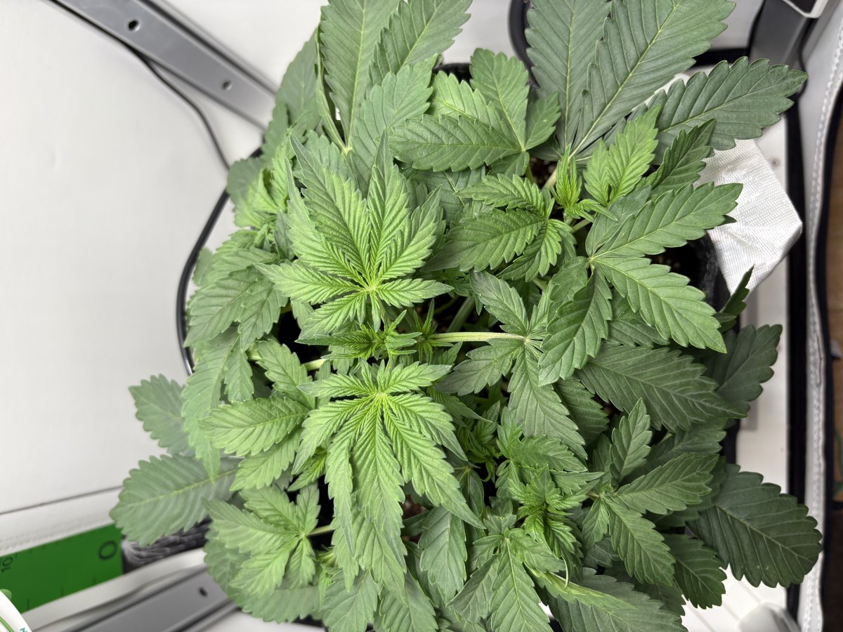 bbs-grow-diaries/blimburnseeds-com/user-53753/59625822f5f974a2
