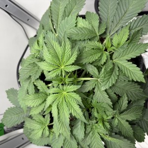 bbs-grow-diaries/blimburnseeds-com/user-53753/59625822f5f974a2