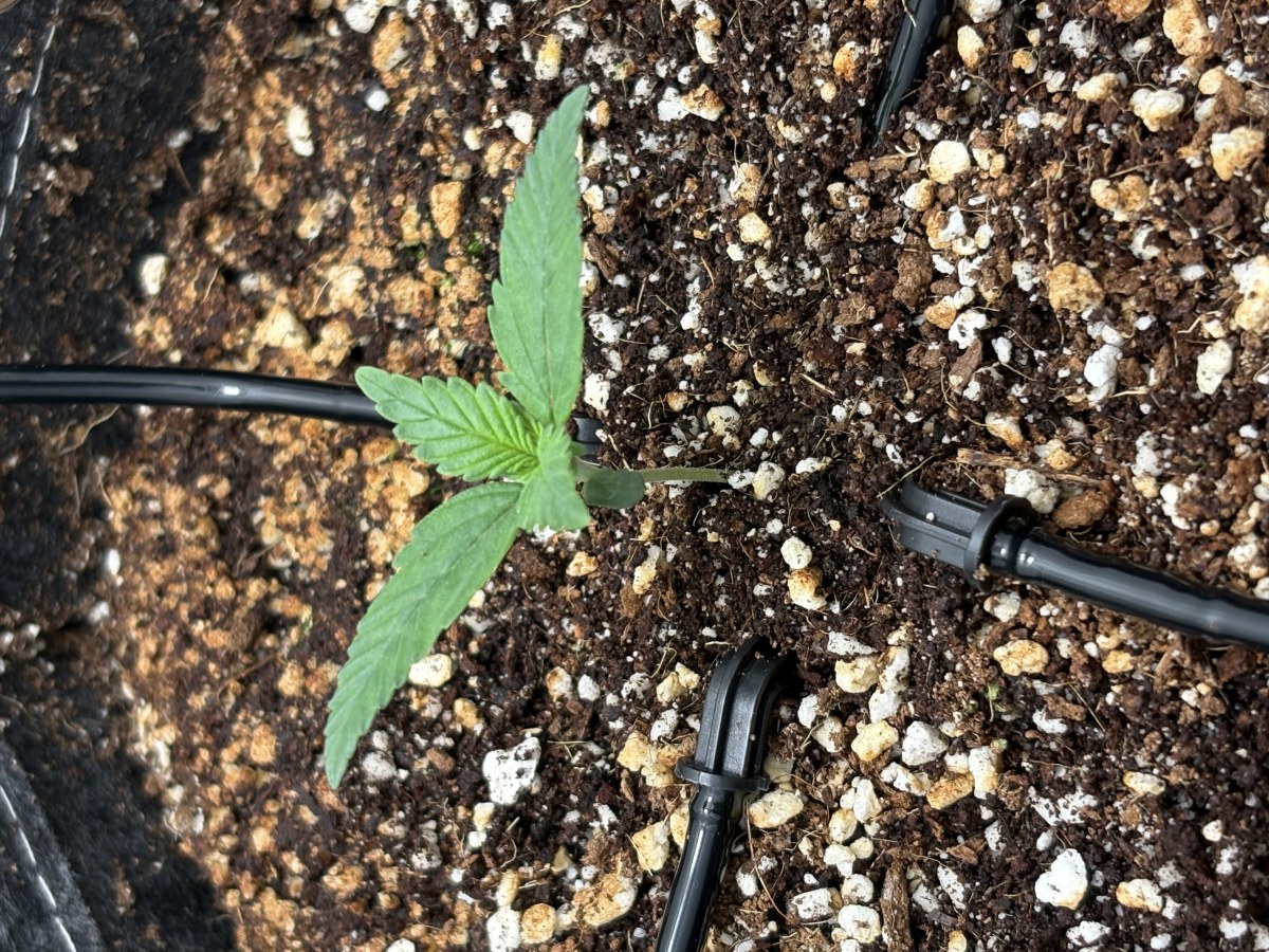 bbs-grow-diaries/blimburnseeds-com/user-53753/61ea0593deaf904d