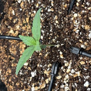 bbs-grow-diaries/blimburnseeds-com/user-53753/61ea0593deaf904d