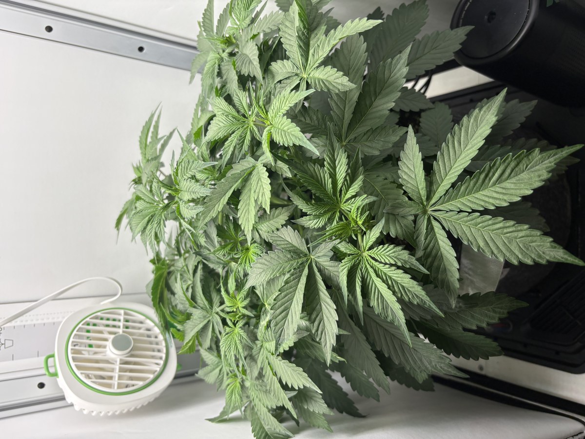 bbs-grow-diaries/blimburnseeds-com/user-53753/69f54a451e68282f