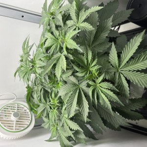 bbs-grow-diaries/blimburnseeds-com/user-53753/69f54a451e68282f