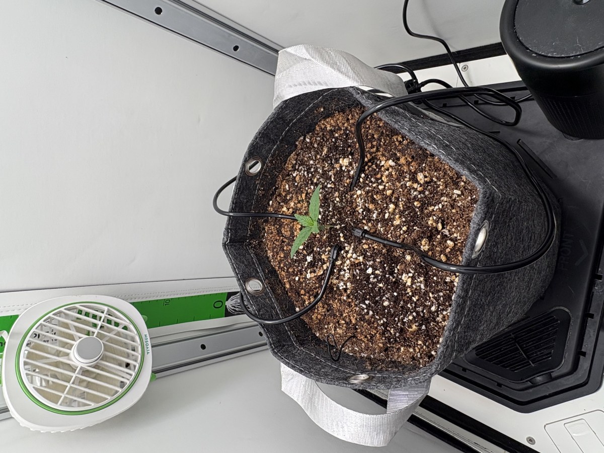 bbs-grow-diaries/blimburnseeds-com/user-53753/75c77b70cb64cad0