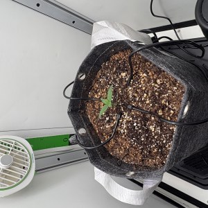 bbs-grow-diaries/blimburnseeds-com/user-53753/75c77b70cb64cad0