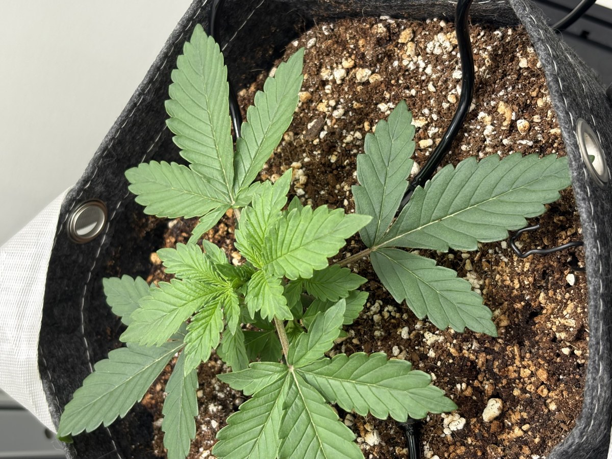 bbs-grow-diaries/blimburnseeds-com/user-53753/80847586043260c2