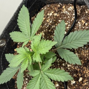 bbs-grow-diaries/blimburnseeds-com/user-53753/80847586043260c2