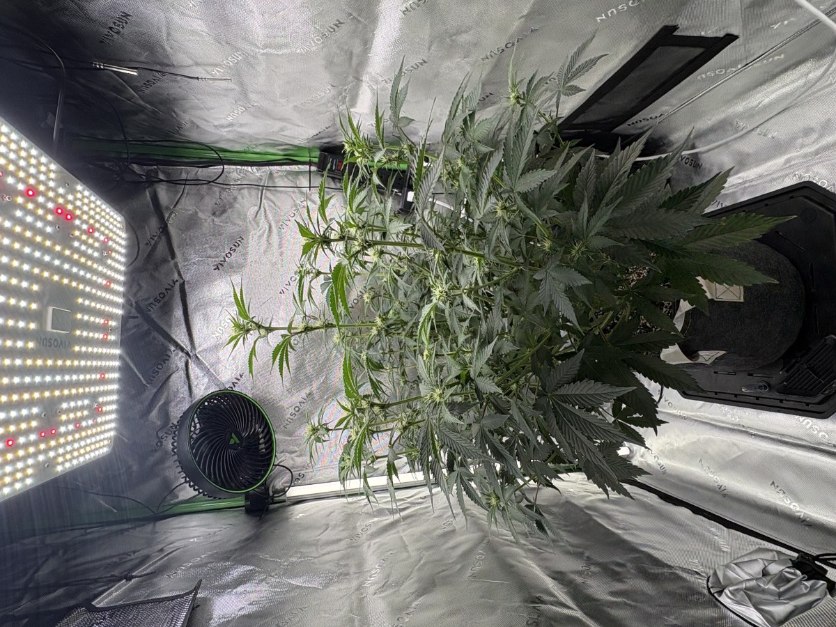 bbs-grow-diaries/blimburnseeds-com/user-53753/80a1cd7893db4901