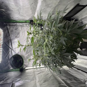 bbs-grow-diaries/blimburnseeds-com/user-53753/80a1cd7893db4901