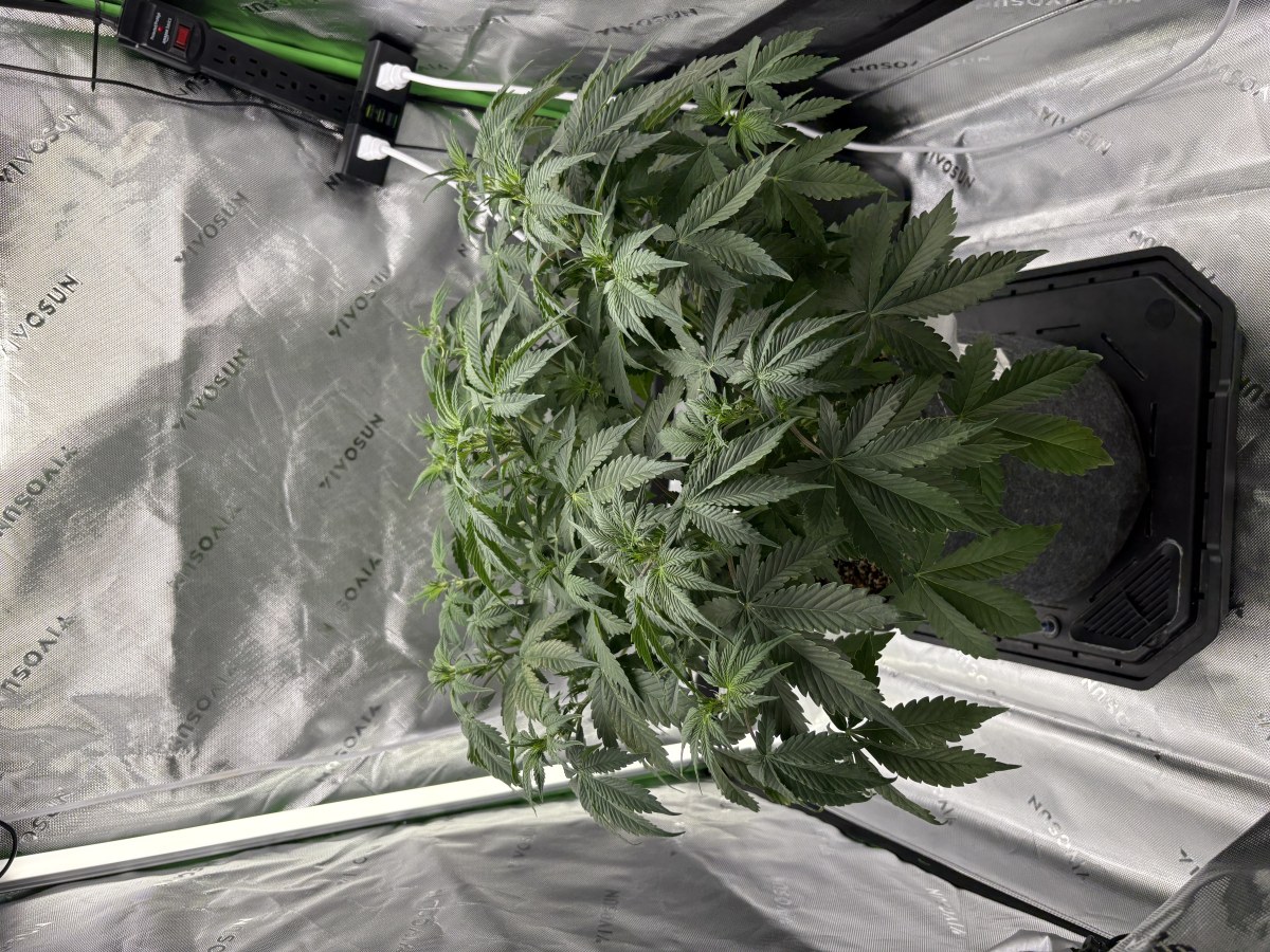 bbs-grow-diaries/blimburnseeds-com/user-53753/85e7c56a37945cd5