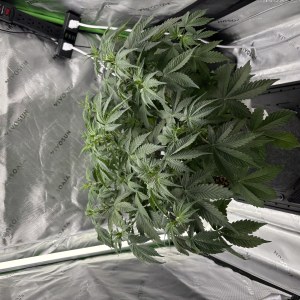 bbs-grow-diaries/blimburnseeds-com/user-53753/85e7c56a37945cd5