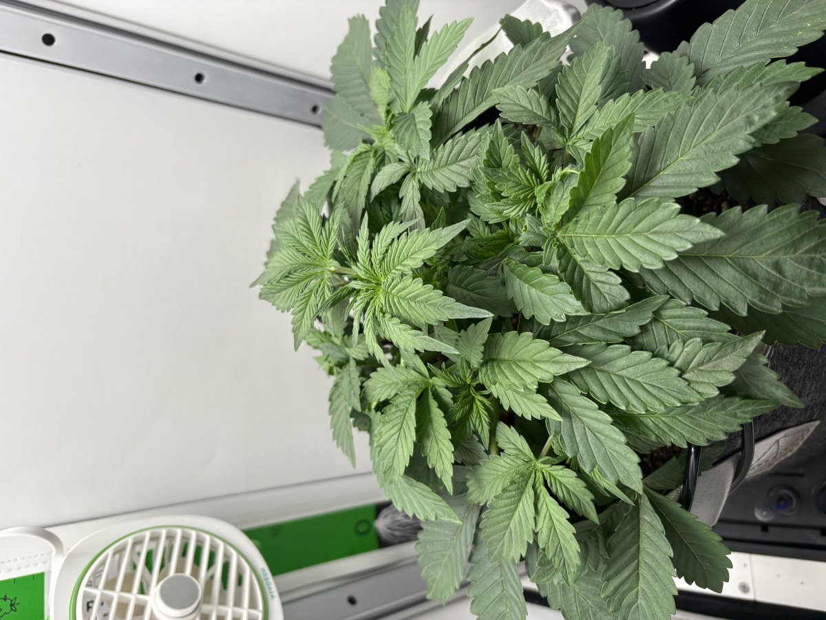 bbs-grow-diaries/blimburnseeds-com/user-53753/8c4014cf5e370d7b