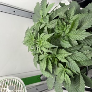 bbs-grow-diaries/blimburnseeds-com/user-53753/8c4014cf5e370d7b