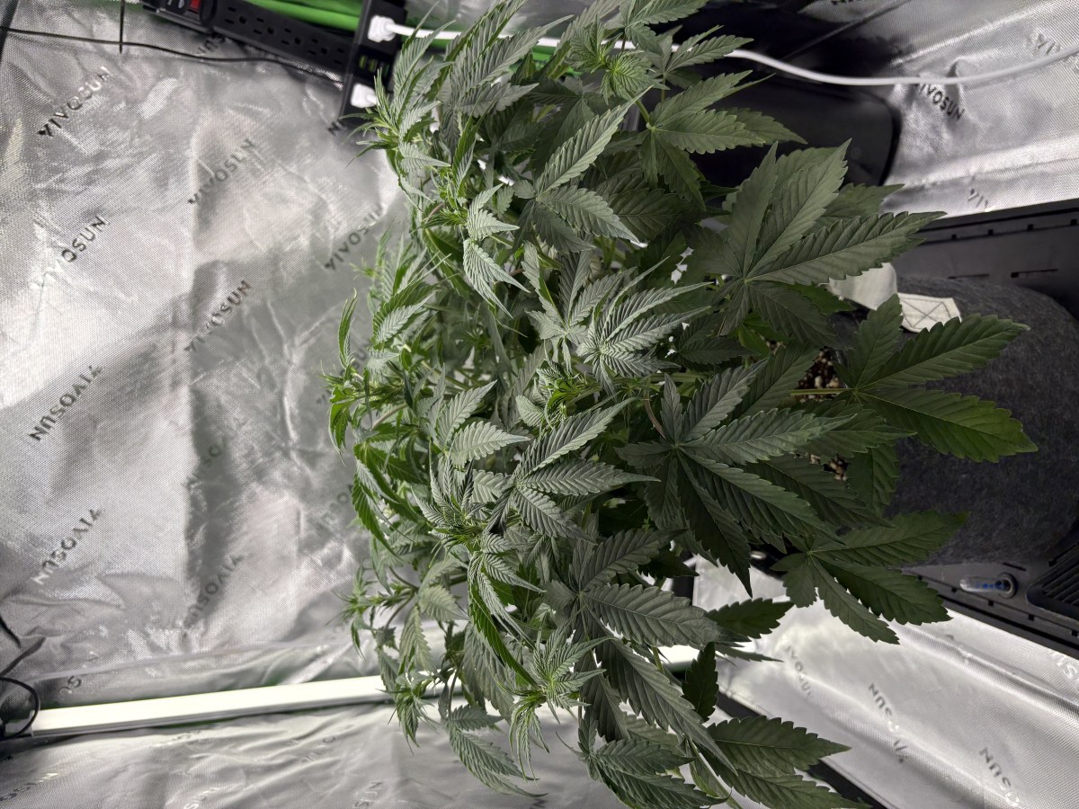 bbs-grow-diaries/blimburnseeds-com/user-53753/8ed5b62e131bdc4b