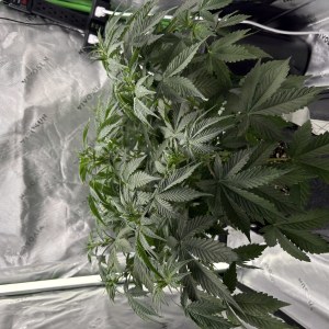 bbs-grow-diaries/blimburnseeds-com/user-53753/8ed5b62e131bdc4b