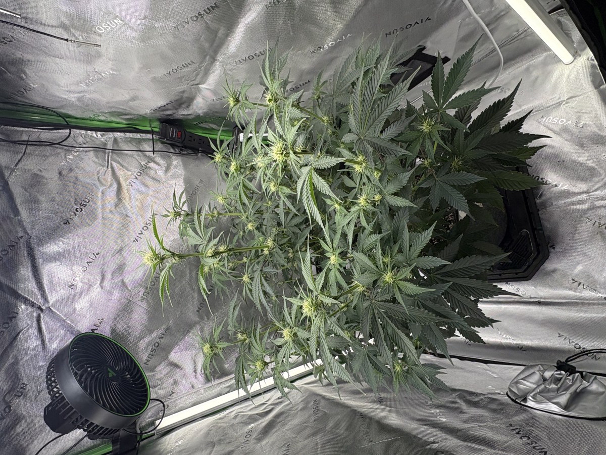 bbs-grow-diaries/blimburnseeds-com/user-53753/b40d14b50df64c5c
