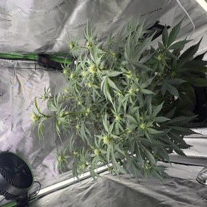 bbs-grow-diaries/blimburnseeds-com/user-53753/b40d14b50df64c5c