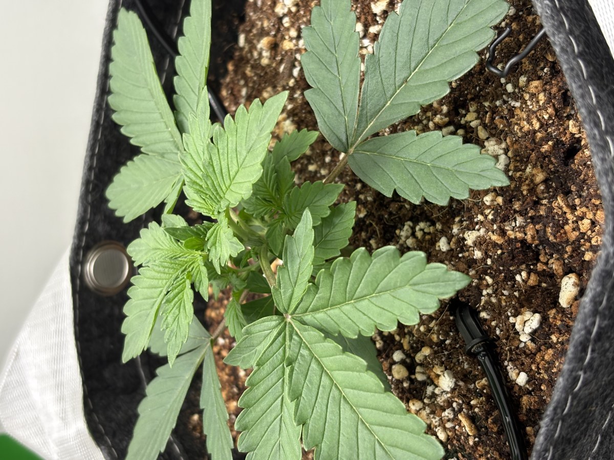 bbs-grow-diaries/blimburnseeds-com/user-53753/d7029fc42e1e32c2