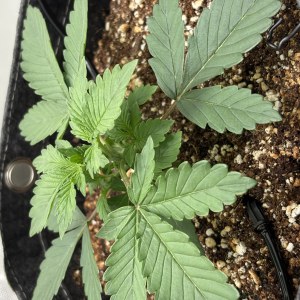 bbs-grow-diaries/blimburnseeds-com/user-53753/d7029fc42e1e32c2