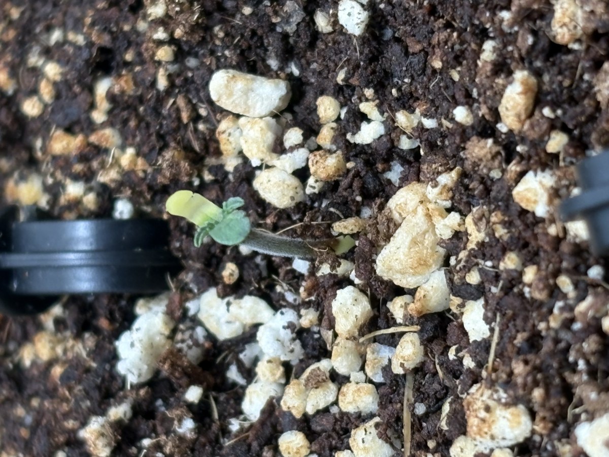 bbs-grow-diaries/blimburnseeds-com/user-53753/e26bc5cf9d5b2615