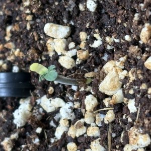 bbs-grow-diaries/blimburnseeds-com/user-53753/e26bc5cf9d5b2615
