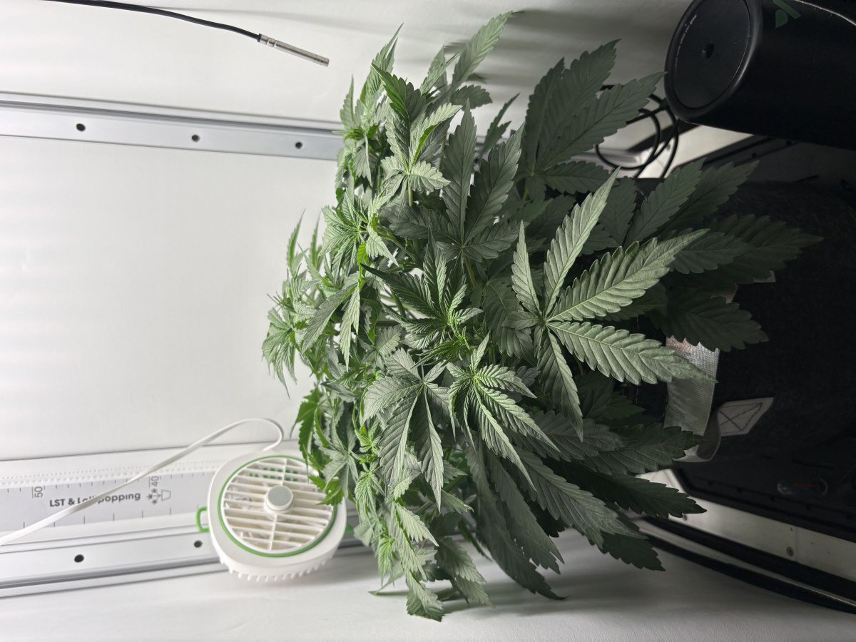 bbs-grow-diaries/blimburnseeds-com/user-53753/fd2cbb5fd10a2858