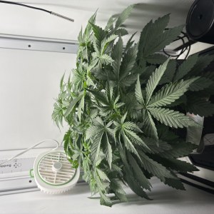 bbs-grow-diaries/blimburnseeds-com/user-53753/fd2cbb5fd10a2858