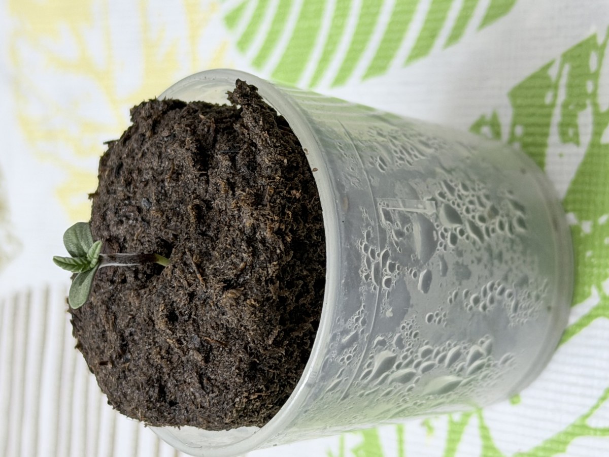 bbs-grow-diaries/blimburnseeds-com/user-54011/4eda8cc276d1edbe